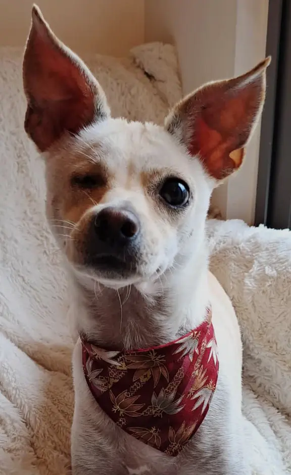 XS Japanese red flowers2.webp